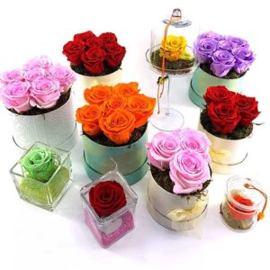 Ewige Rosen Gruppe 2