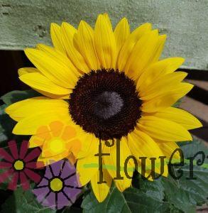Sonnenblumen