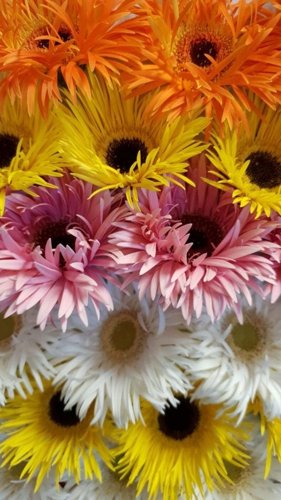 Gerbera gefranst