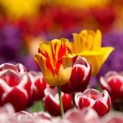 Tulpen