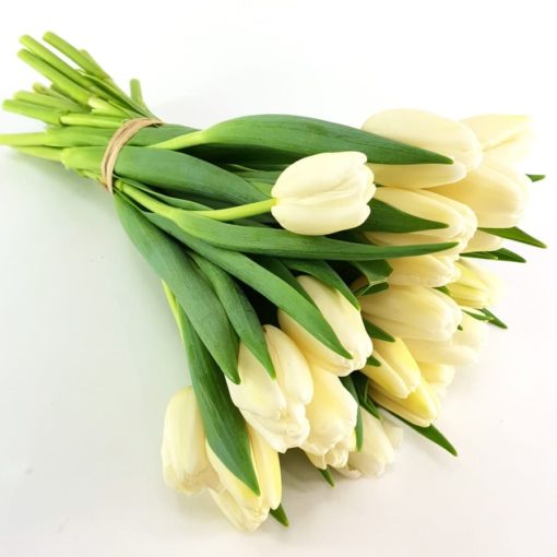 Tulpen in creme