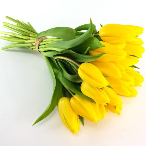 Tulpen pur in gelb