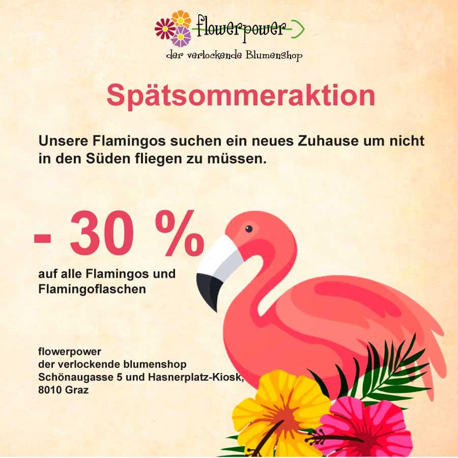 Spätsommeraktion auf Flamingos