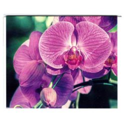 Karte mittel Orchidee lila