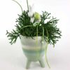 Rhipsalis Ombre Hase 2