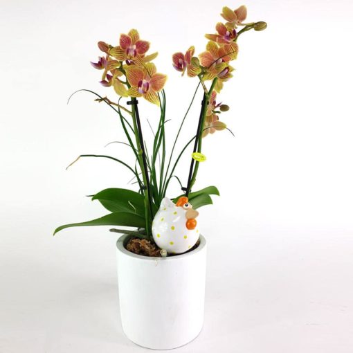 Phalaenopsis Nolina