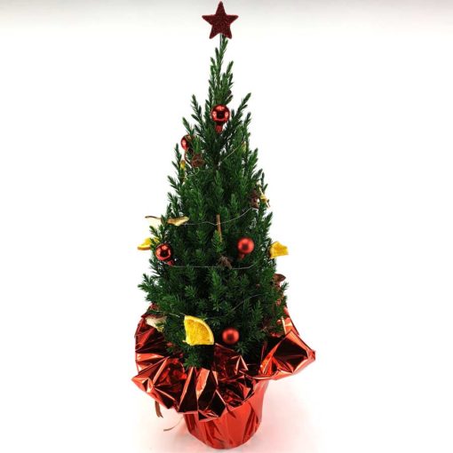 Weihnachtsbaum rot lebend