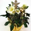 Christrose Engel gold